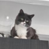 Picture of cat lost at Tullins