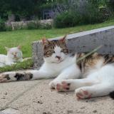 Picture of cat lost at Remilly