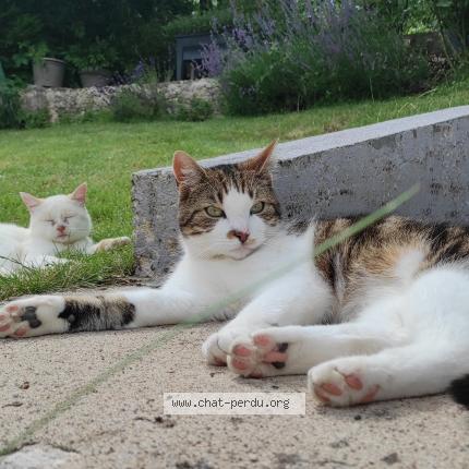 Photo 1/1 Paddington Chat lost in Remilly