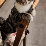 Picture of cat lost at Saint Brieuc