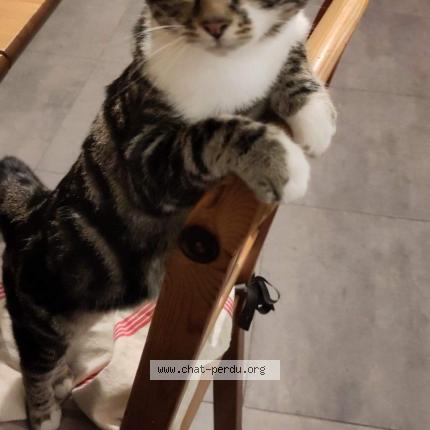 Photo 1/1 Chuck Chat lost in Saint brieuc