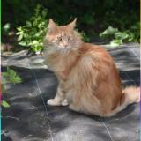 Picture of cat lost at Tervuren