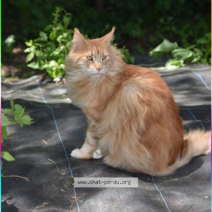 Photo 1/1 Ziggy Chat lost in Tervuren