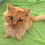 Picture of cat lost at Toulouse