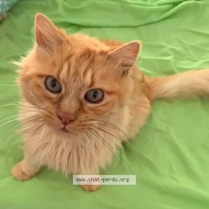 Photo 1/2 Akamaru Chat lost in Toulouse