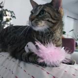 Picture of cat lost at Limeil Brevannes