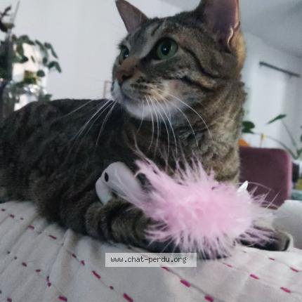 Photo 1/1 Tsuki Chat lost in Limeil brevannes