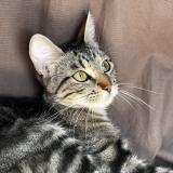 Picture of cat lost at Villereal