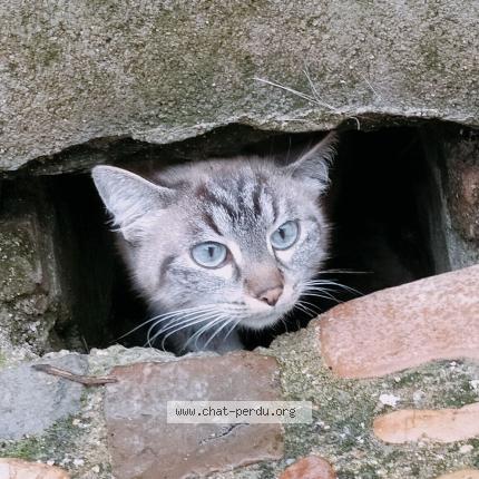 Photo 1/2 Charlie Chat lost in Chateau gontier