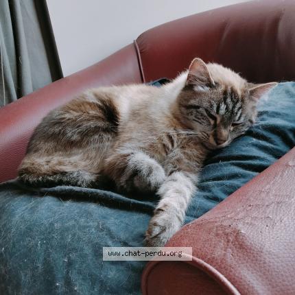 Photo 2/2 Charlie Chat lost in Chateau gontier