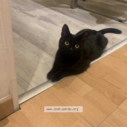 Photo 1/1 Souky Chat lost in Lyons la foret