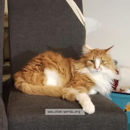 Foto 1/1 Kat teruggevonden Vermist in Tillet