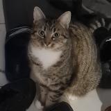 Picture of cat lost at Illifaut