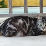 Picture of cat lost at La Ciotat