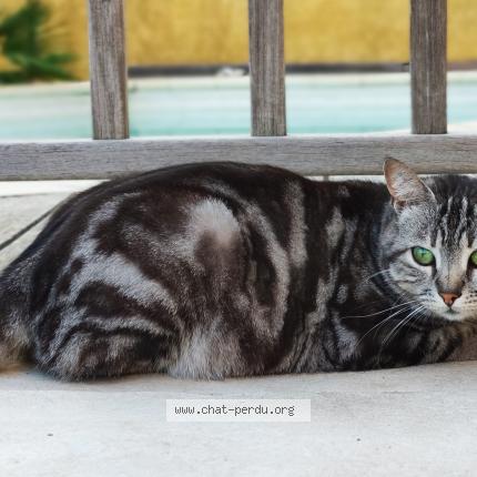 Photo 1/1 Cat reunited Lost in La ciotat