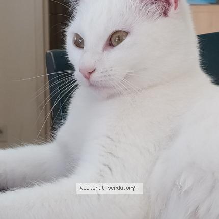 Photo 1/1 Minette Chat lost in Bouguenais