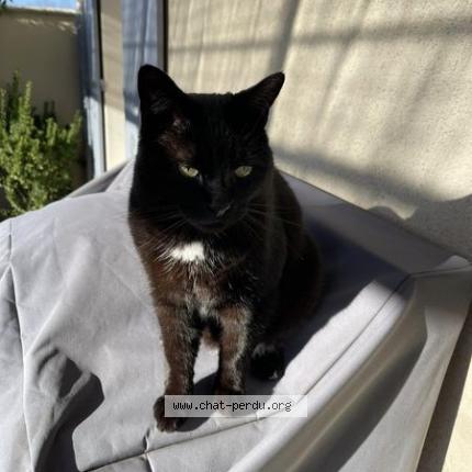 Photo 1/1 MINOU Chat lost in Saint remy de provence