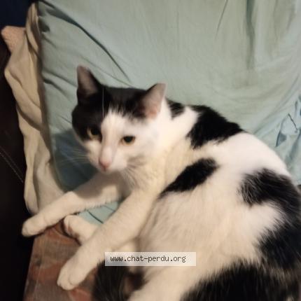 Foto 1/1 Kat teruggevonden Vermist in Haccourt
