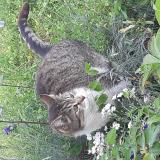 Picture of cat lost at Moulay