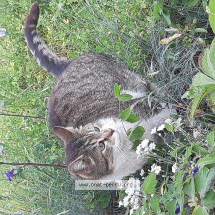 Photo 1/1 Cat reunited Lost in Moulay