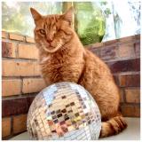 Picture of cat lost at Le Hingle