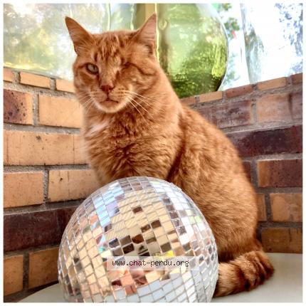 Photo 1/1 TIGROU Chat lost in Le hingle