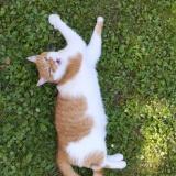 Picture of cat lost at Bassy