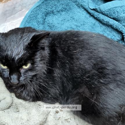 Photo 1/1 Found cat Found in Clisson