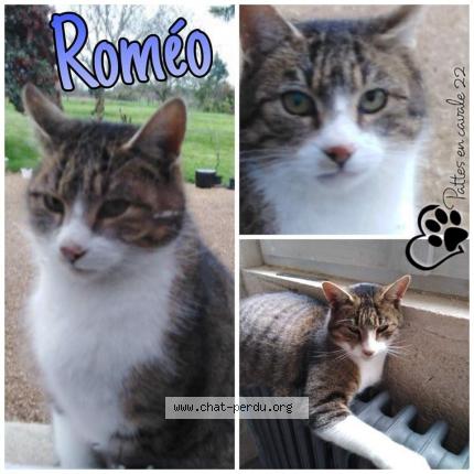 Photo 1/1 ROMEO Chat lost in Saint lormel