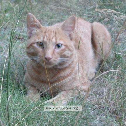 Photo 1/1 Cat reunited Found in Thenon