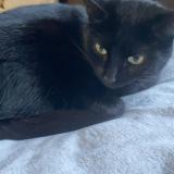 Picture of cat lost at Orbey