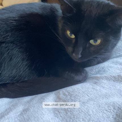 Photo 1/1 Tempête Chat lost in Orbey