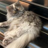 Picture of cat lost at Saint Pierre Du Mont