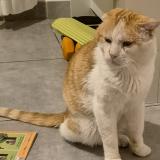 Picture of cat lost at La Garde