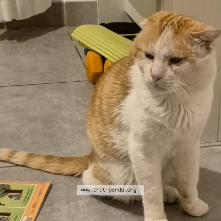 Photo 1/1 Portos Chat lost in La garde