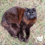 Picture of cat lost at Andilly