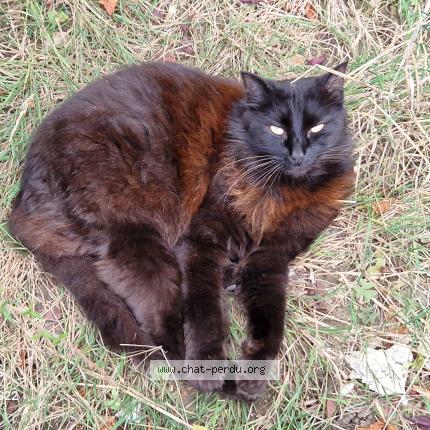 Photo 1/1 Franklin Chat lost in Andilly