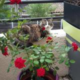 Picture of cat lost at Saint Bres