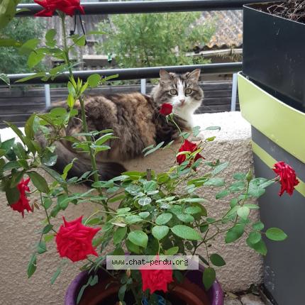 Photo 1/1 Duchesse Chat lost in Saint bres