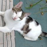 Picture of cat lost at La Bernerie En Retz