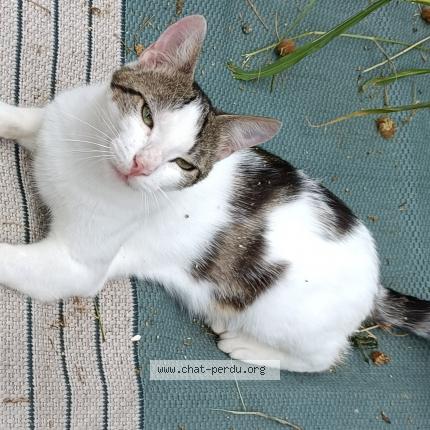 Photo 1/1 Babouche Chat lost in La bernerie en retz