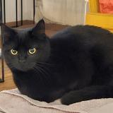 Picture of cat lost at Geneve