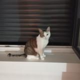 Picture of cat lost at Montreuil