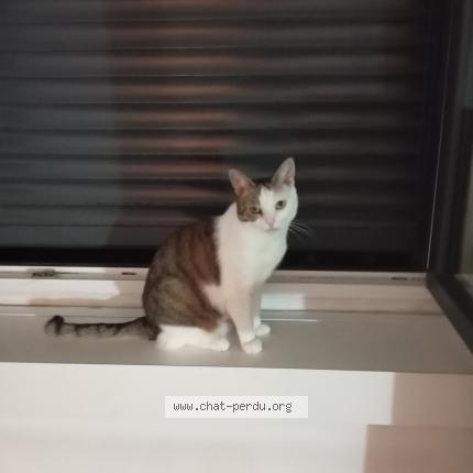 Photo 1/1 Laya Chat lost in Montreuil