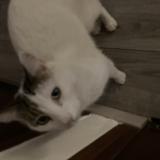 Picture of cat lost at Boulllargues