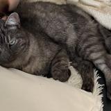 Picture of cat lost at Vaux Le Penil