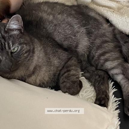 Photo 1/1 Loulou Chat lost in Vaux le penil