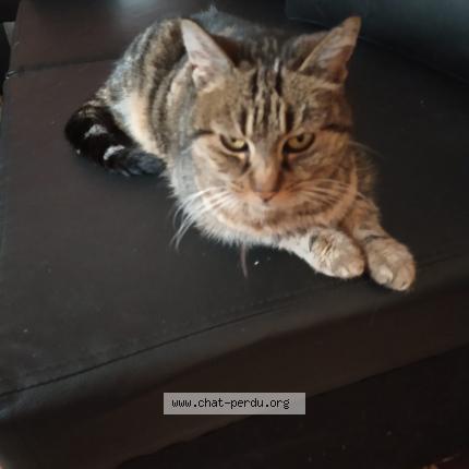 Photo 1/1 Pirouette Chat lost in Feyzin