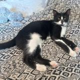 Picture of cat lost at Lentilleres