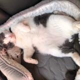 Picture of cat lost at Colombes